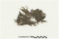 藏品(囊萼蘚屬)的圖片